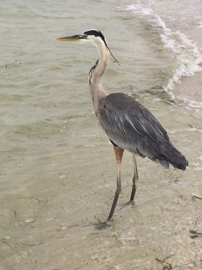 Fisher the Heron - Hummingbird Hideaway